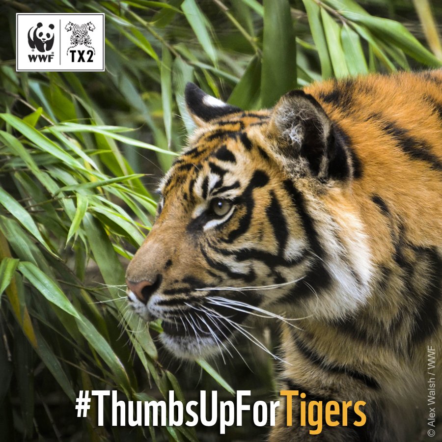 WWF's tweet photo. Tigers are endangered but we’re working hard to double their numbers! https://t.co/pRdoHBsrca #ThumbsUpForTigers 🐯x🐯 https://t.co/5ILHpLGRps