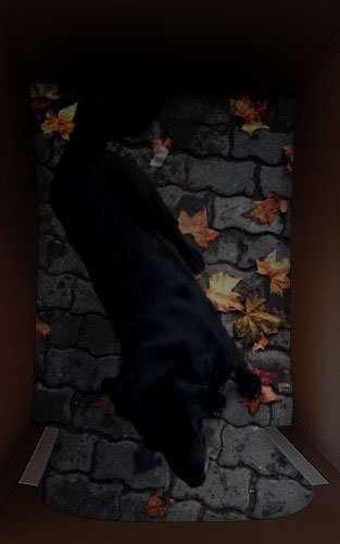 buscadogcl's tweet photo. Esta es mi forma de protestar para que aprueben la Ley de #TenenciaResponsable de Mascotas ¿Me ayudas con RT? https://t.co/W3UIPkGGcE
