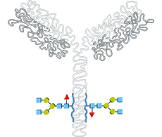 thecubbon's tweet photo. Intact Mass Analysis provides rapid insight into #glycoforms - with the right workflow! https://t.co/EXAo6JE0PX https://t.co/9MShYa8dGI