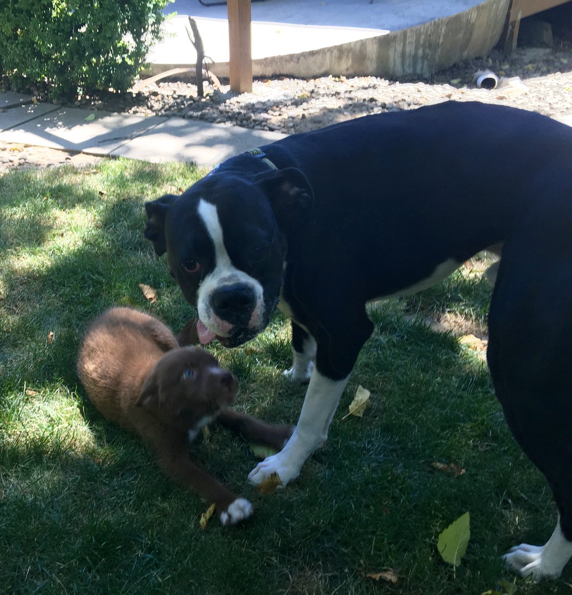 dbargaragedoors's tweet photo. Wednesdays need puppies!!-Love @dbargaragedoors #theadventuresofrafi #HumpDayMotivation https://t.co/xaTBKsrvkg