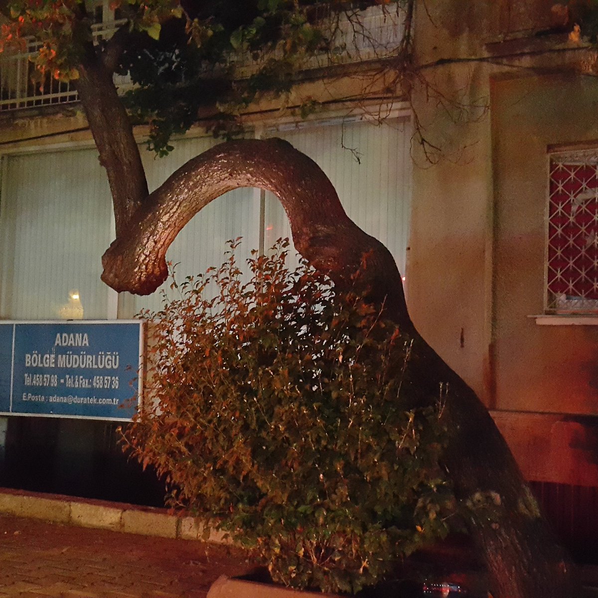 Sen Kurudum Zannedersin. 
"O" YEŞER DER VE SEN HAYATA TUTUNURSUN.