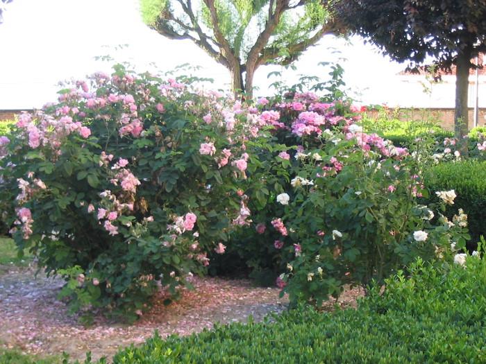 All'ombra di un bel giardino si sente meno il caldo! questo è dello splendido Castello di Govone.
#terredeisavoia