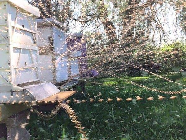 MyBeeLineCo's tweet photo. Amazing time-lapse photo of busy #bees :)
photo: tw/natureinart https://t.co/Idbg1LoVgE
