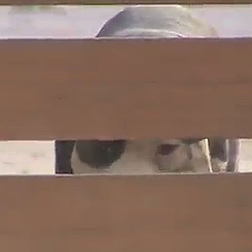 U.S. mail carrier undergoes surgery after #pitbull mix 'Pancake' bites arm, hand bit.ly/2a9Wc9I?utm_me… https://t.co/I7XYtB3uhW