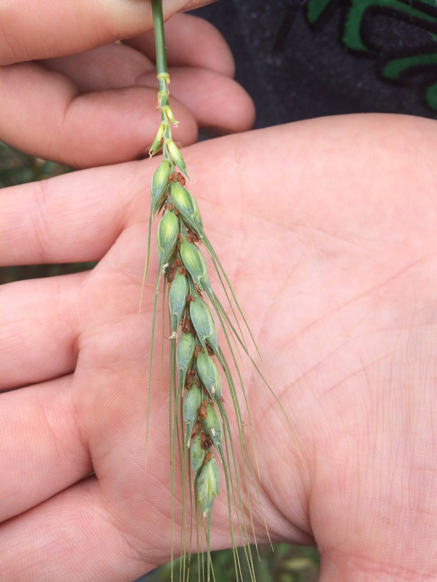 jkstevens92's tweet photo. Birdcherry oat aphids found in spring wheat just west of central butte! #getouttahere #skagiculture https://t.co/SO1PVRTpOA