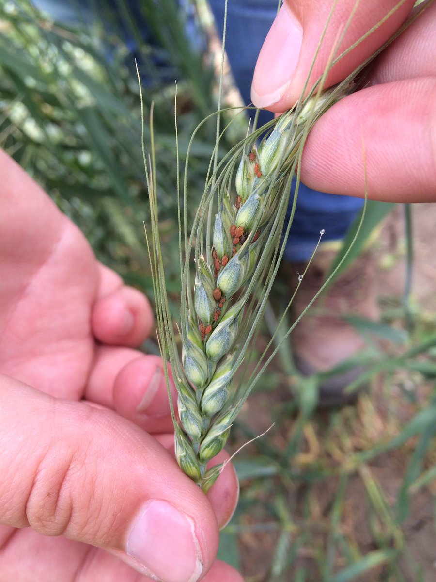 jkstevens92's tweet photo. Birdcherry oat aphids found in spring wheat just west of central butte! #getouttahere #skagiculture https://t.co/SO1PVRTpOA