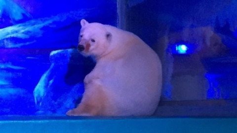 folha's tweet photo. Conheça o drama de Pizza, 'o urso polar mais triste do mundo', mantido dentro de shopping https://t.co/ysQsKTwYGV https://t.co/gbDzkpRORV