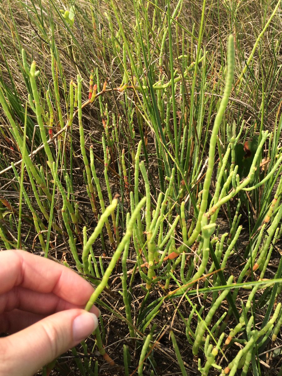 Sci_with_Tufts's tweet photo. Pickle Weed
It's edible. Yes, I ate it. 
#WatersEdge16 https://t.co/tTKHk6usfe