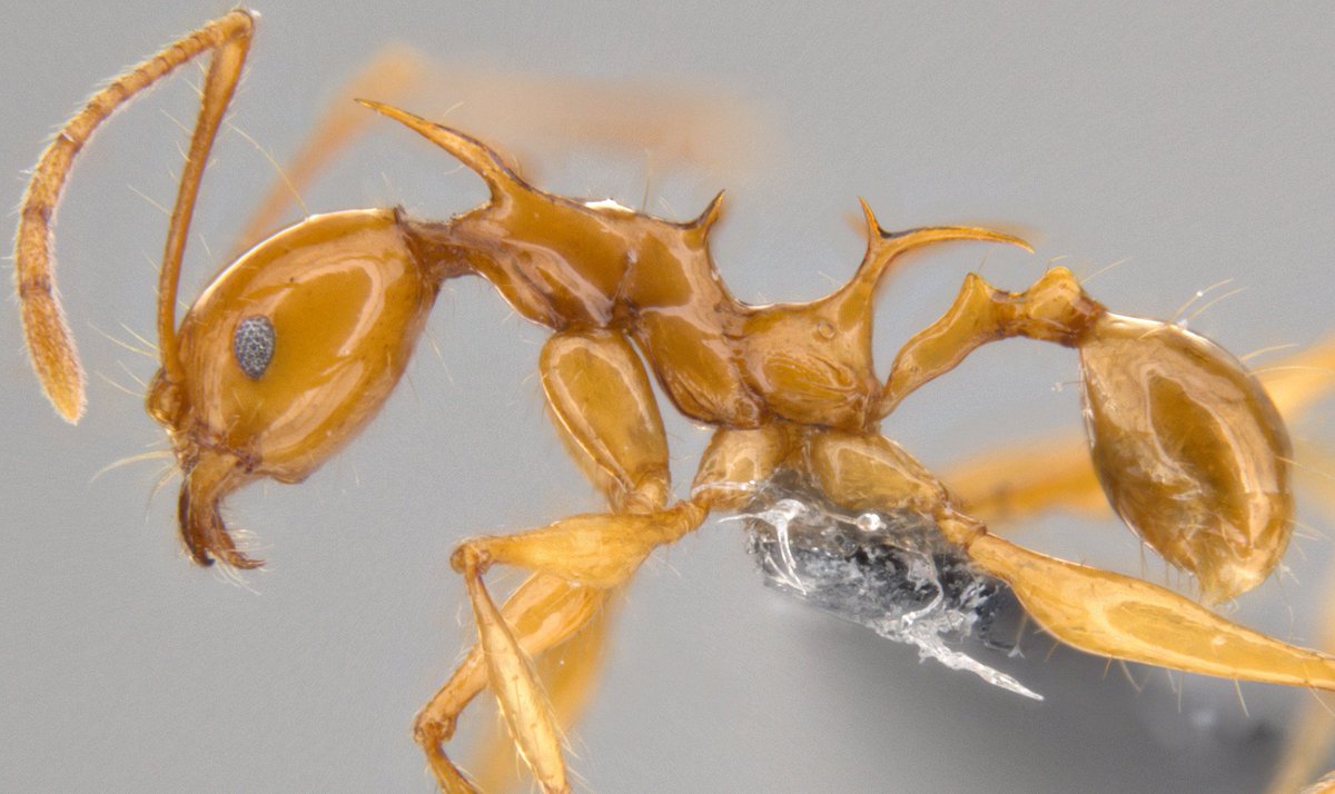 DiscoverMag's tweet photo. Two new species of ant with wicked blades discovered in New Guinea: https://t.co/T9rQZOIgs6 https://t.co/duVZudMeuN