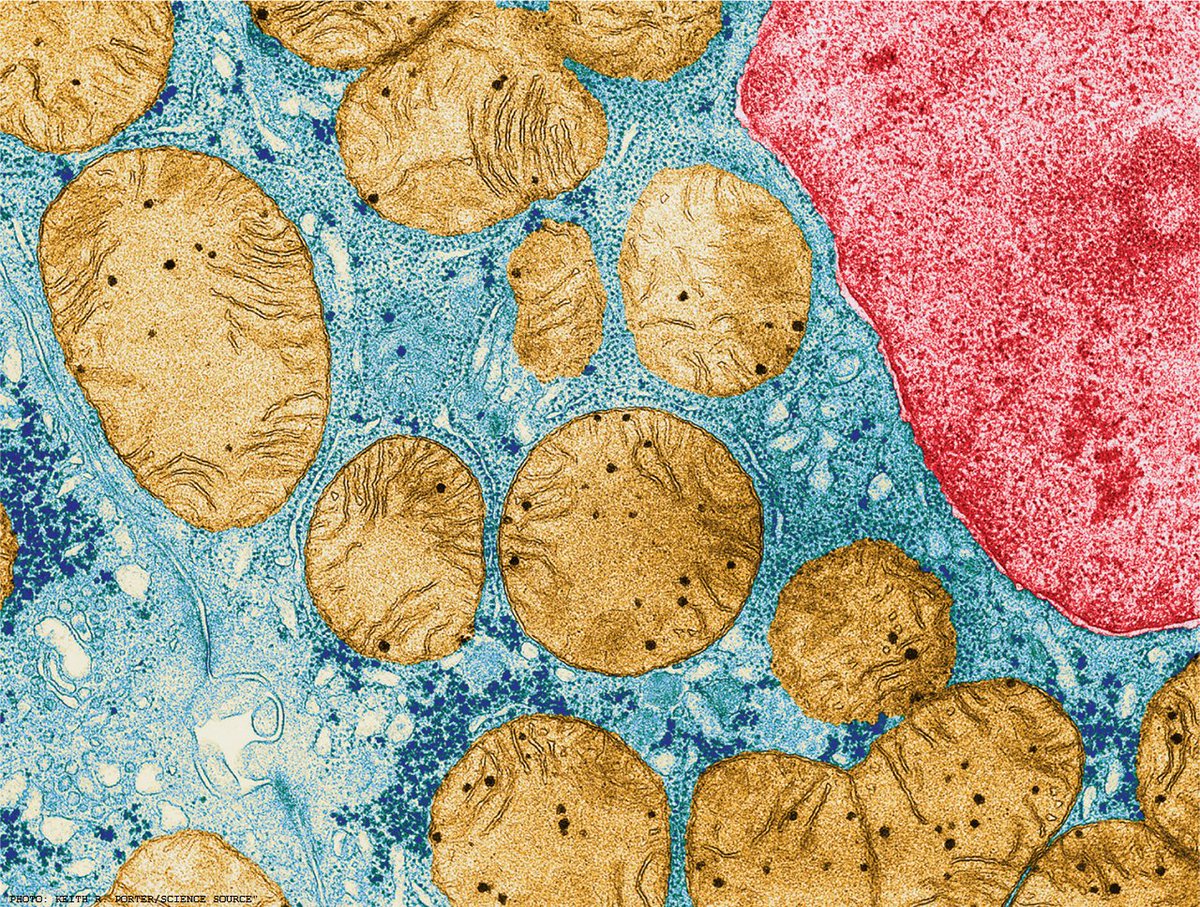 ScienceMagazine's tweet photo. The fight between mitochondrial and nuclear genomes may help drive evolution: ($) https://t.co/VtDsa6uQIJ https://t.co/xT8QnNDVXl