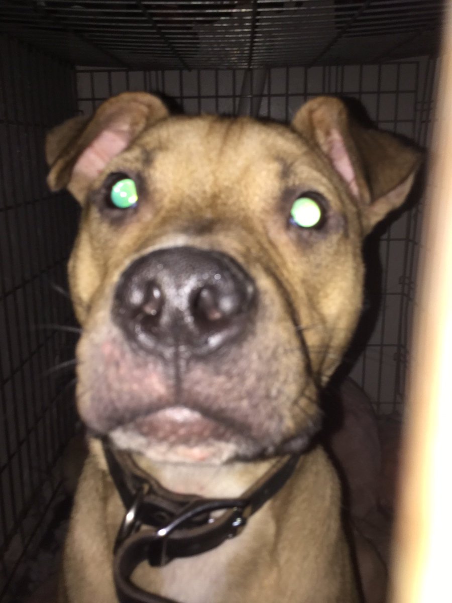 DaMaxyPoo's tweet photo. I Played with @HarperPooch he is so cool I love him as a friend https://t.co/FRSPmcXxzH