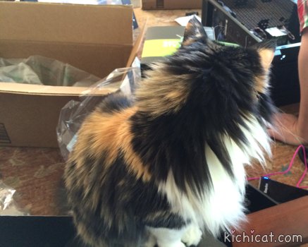 KichitheCat tweet picture