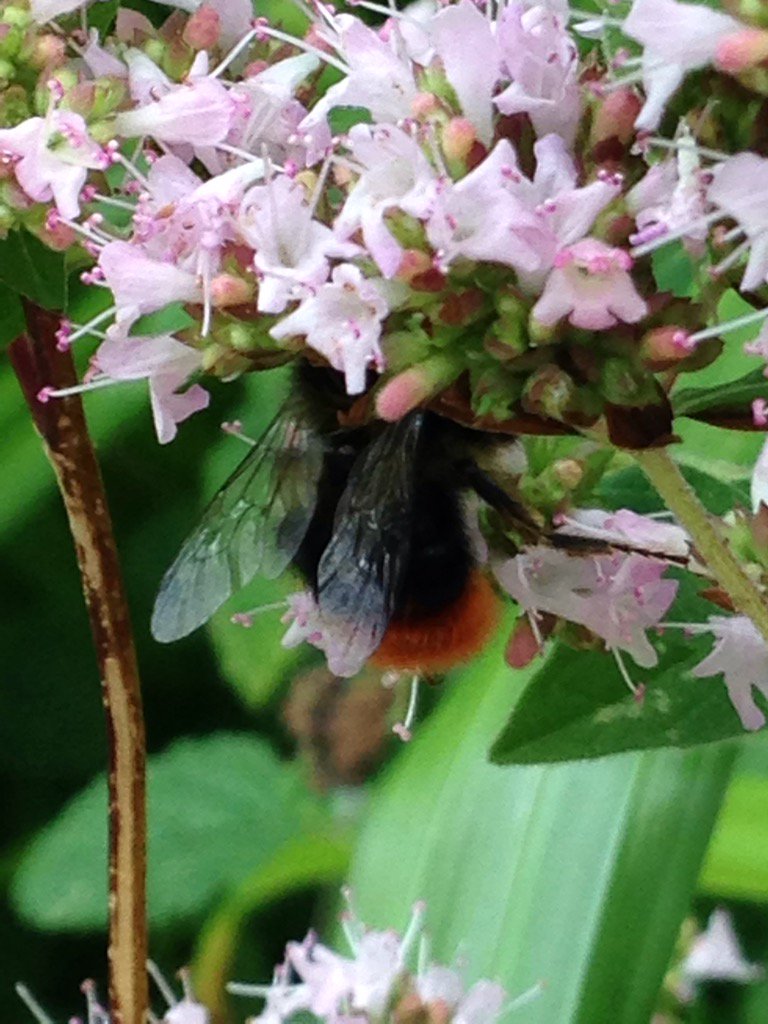 gardengarrett's tweet photo. Great day identifying bees with @Blooms_For_Bees @gardenorganicuk looking forward to doing a bee walk in Northampton https://t.co/gWNazSEy3N