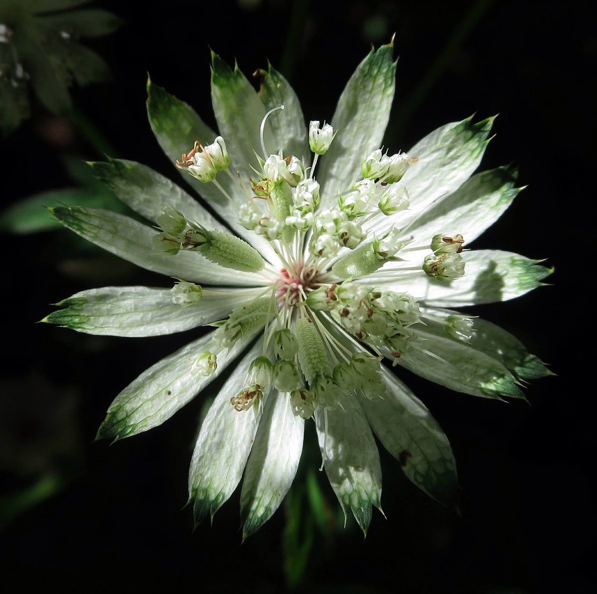 An astrantia in our garden today. <a href="/TheGardenersRT/">TheGardenersRetweet</a> <a href="/The_RHS/">The RHS</a>