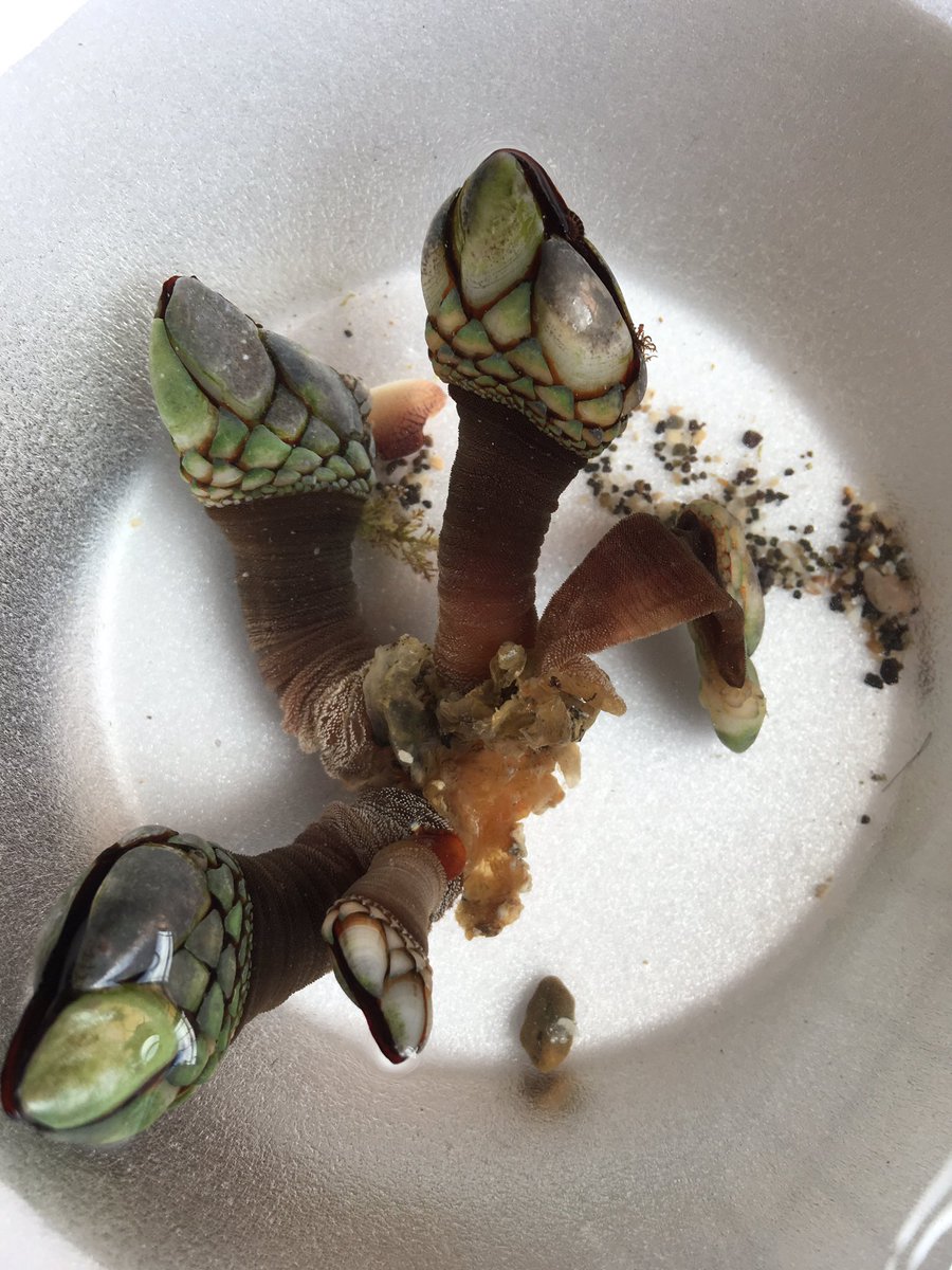 sciangeles's tweet photo. Beautiful barnacle we found in #Dev16 #CdeCMx with @hleighcurtis https://t.co/kcoHu2xe4d