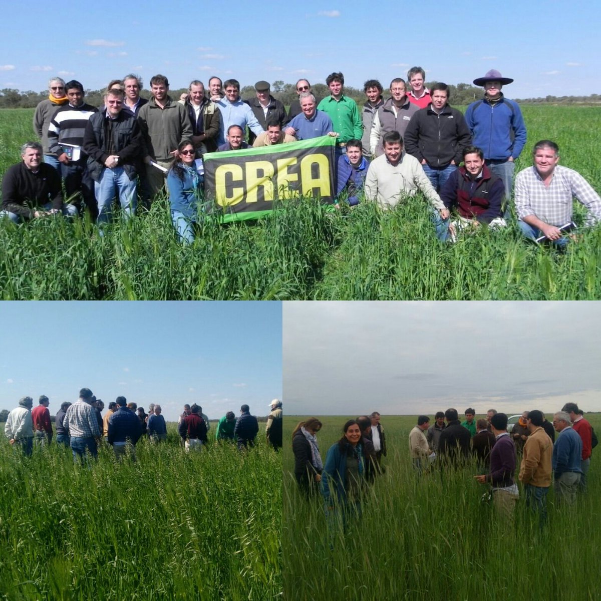 GrupoElAzul's tweet photo. Ayer recorrimos cultivos de cobertura junto al #GrupoCREA San Patricio. #Burruyacu y  #Pellegrini #Agro #cosecha16 https://t.co/WjKBeZ0dZr
