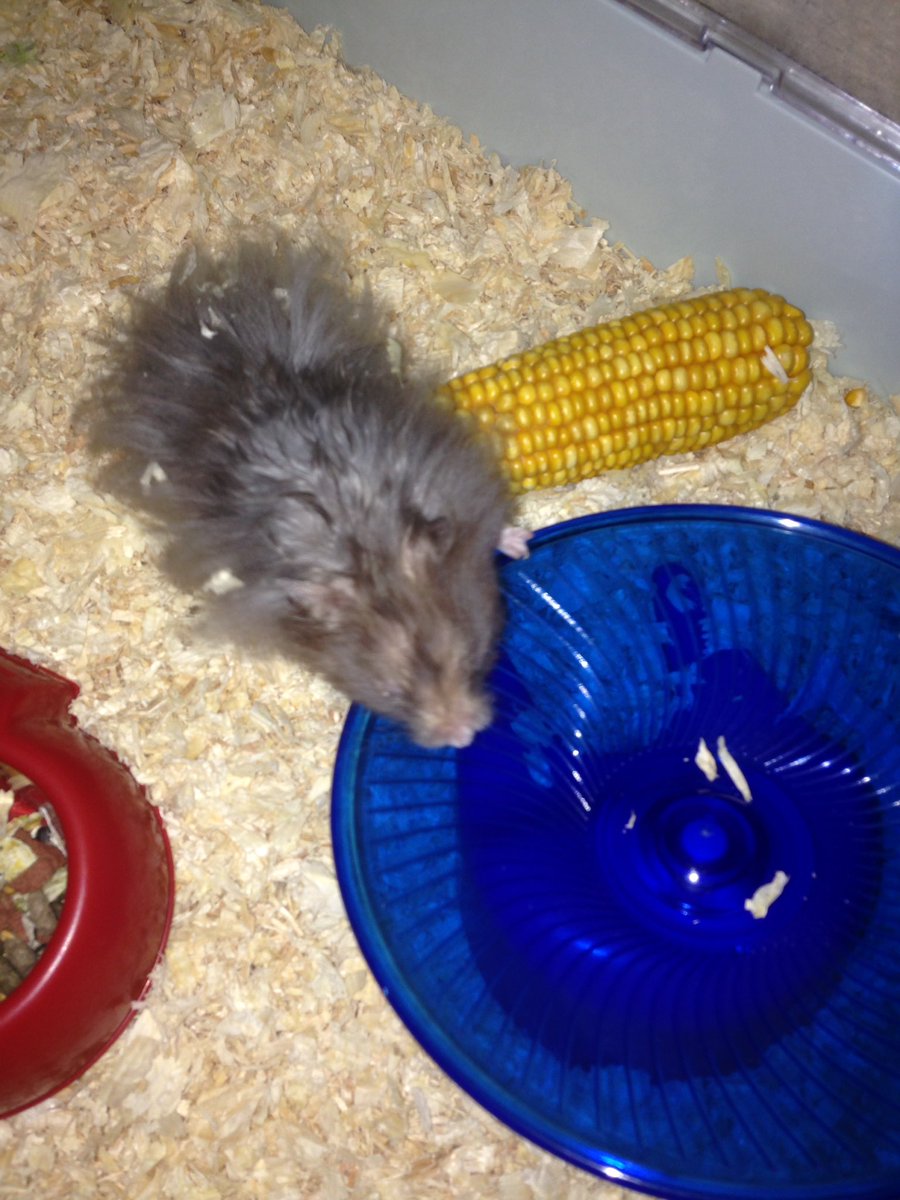 Time for an evening stroll. Hx