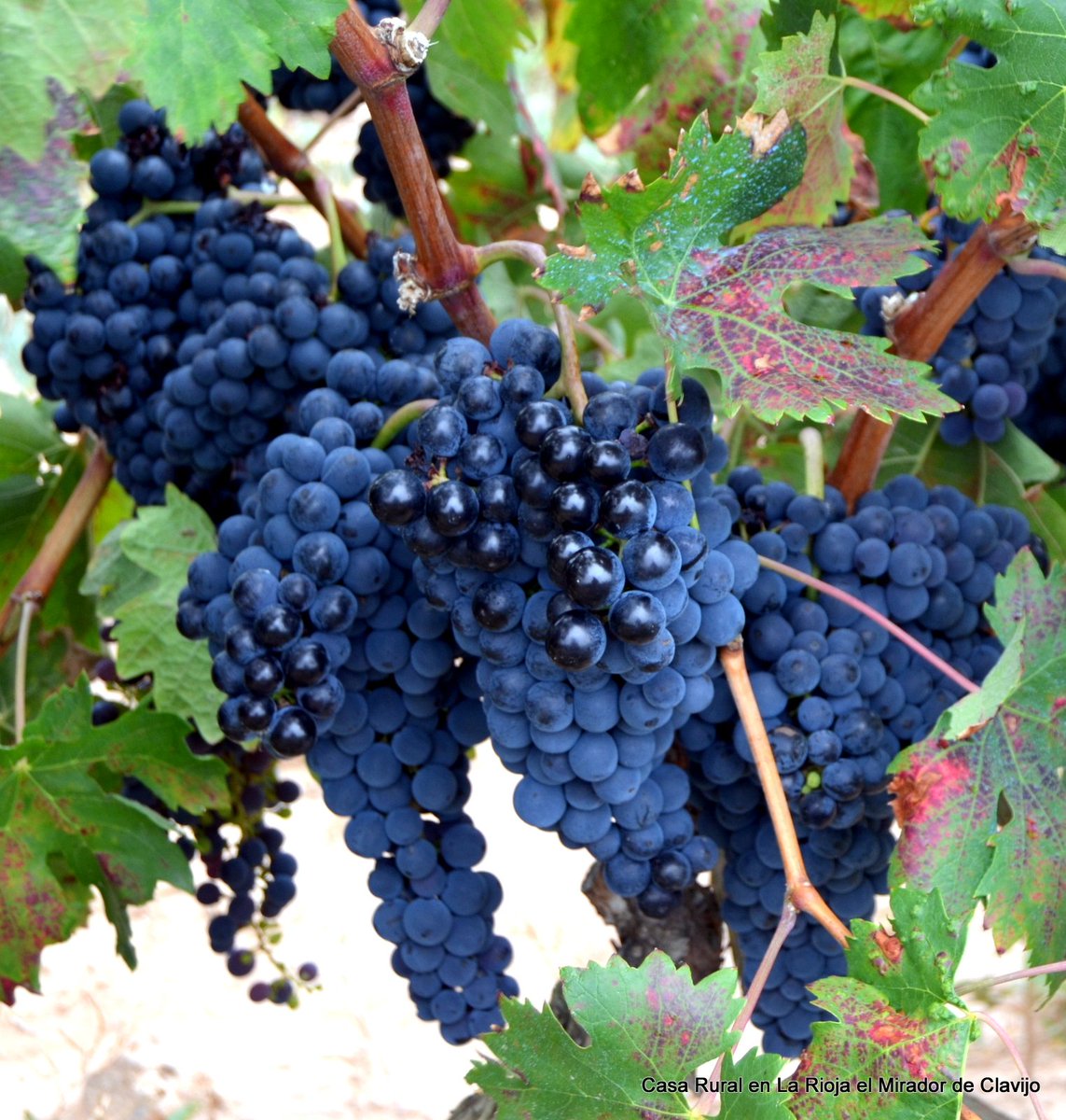 miradorclavijo's tweet photo. Cultura vitivinicola de La Rioja, https://t.co/yhXY12r4oF Enoturismo Riojano. https://t.co/5TNsUIXxvU