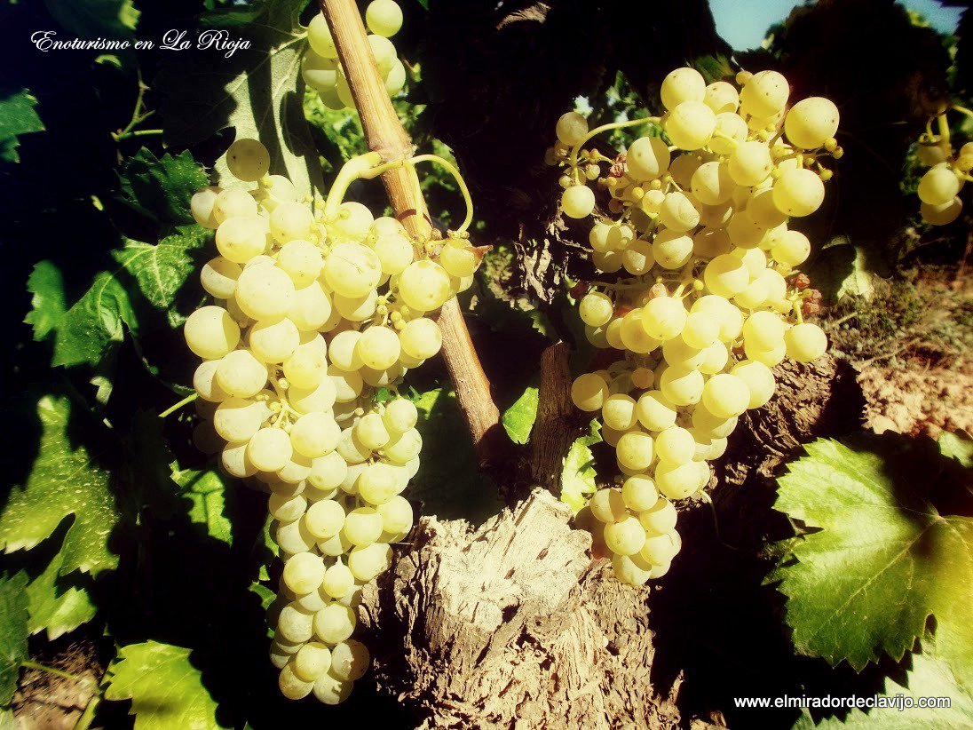 miradorclavijo's tweet photo. Cultura vitivinicola de La Rioja, https://t.co/yhXY12r4oF Enoturismo Riojano. https://t.co/5TNsUIXxvU