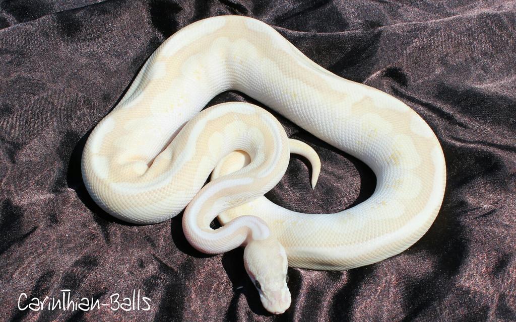 CarinthianBalls's tweet photo. Super Pastel Lesser Coral glow
#ballpython #regius #superpastel #lesser #coralglow https://t.co/60xd8ZGOGy