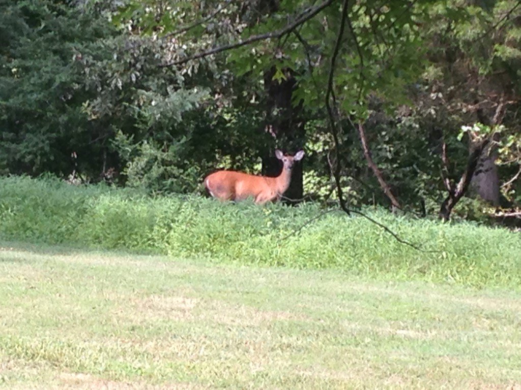 Suac321's tweet photo. Didn't know FT Knox had kangaroos https://t.co/dKLYcyraJB