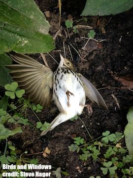CondorJournal's tweet photo. New! Wildlife-friendly yards increase risk of bird–window collisions https://t.co/8UKr7J51yc #ornithology #OA https://t.co/5Ns7rWUIpi