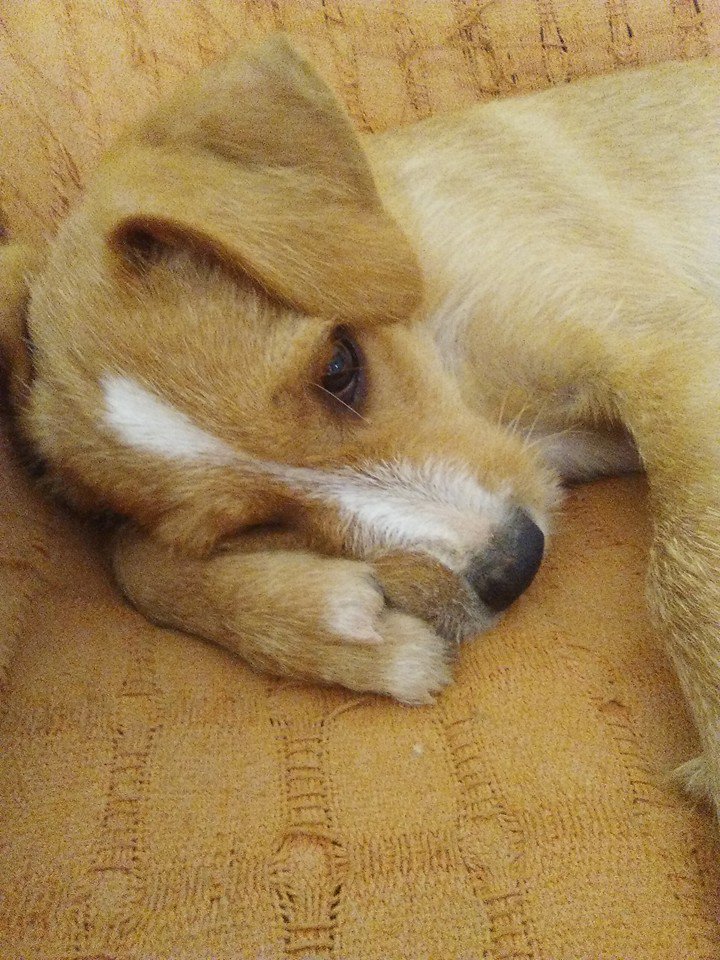 AzaharesWorld1's tweet photo. EN ADOPCIÓN-MAMBO - TAMAÑO MEDIANO - F.NAC.+- 01.04.16 - ESTÁ EN CULLERA (VALENCIA) - 649879338-654781569 - WhatsApp https://t.co/9u5QKKX2gT
