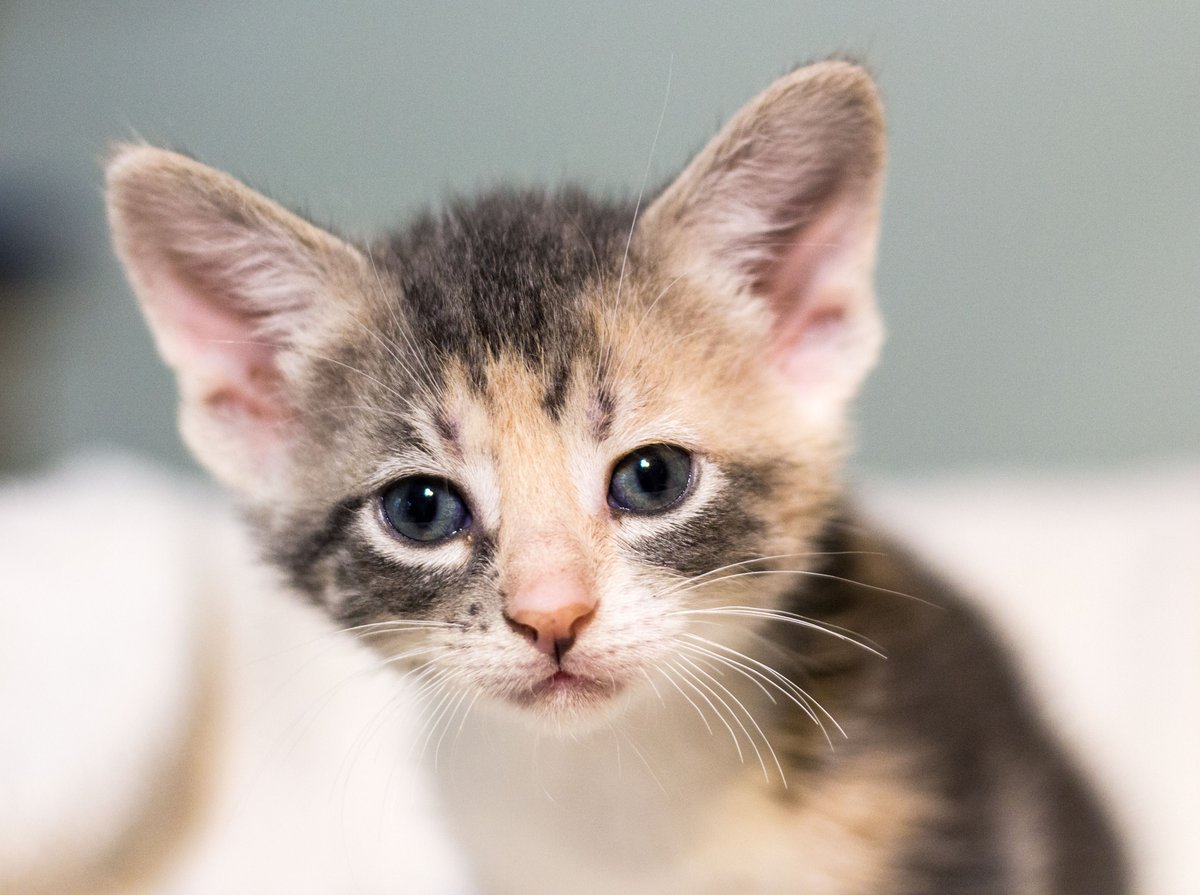 Look at that sweet little face! Ariel is almost ready for adoption. #Kitten #CuteOverload #CatRescue #CatsOfTwitter