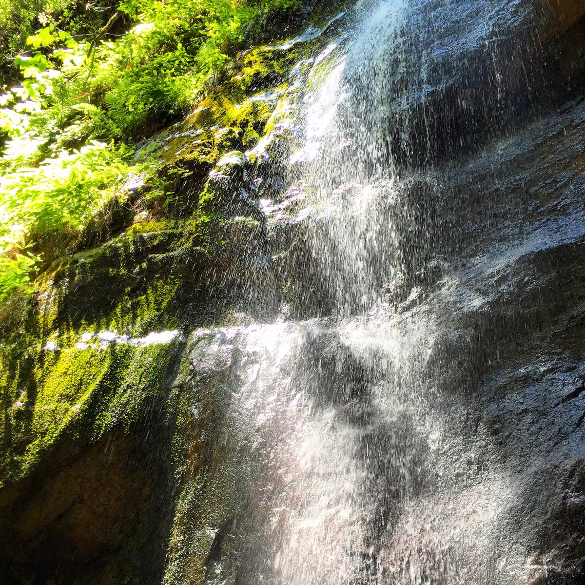 circamade's tweet photo. Stunning #waterfall surrounded by #redwoods - another reason we love making in the San Francisco Bay Area. https://t.co/mD8mArfTC3