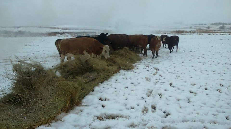livestockwealth's tweet photo. The cows are alright. #LetItsSnow #OurFarm #Kokstad #investincows https://t.co/R6GflVPhx7