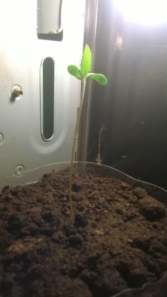 Dia 4 y esta mas linda que nunca!