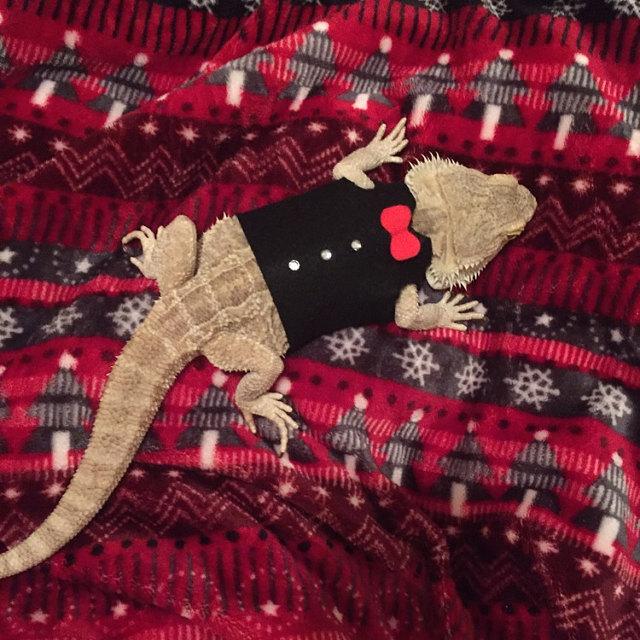 MonsterTrims's tweet photo. Loved this custom outfit 😘
#beardeddragon 
#clothing 
#lizards 
#petclothes #fun #black #red #sparkle #shirt https://t.co/YXywyZvh14