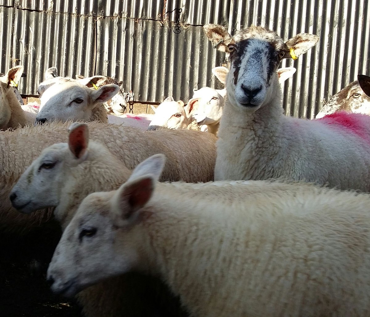 OurDoePark's tweet photo. Heads up!! It's Thursday, they've got us in early, the trailer's on.Time to look thin!
#sheepwisdom https://t.co/EXfXJrHgyp