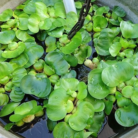 花が咲かない Twitter Search Twitter