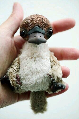 HipCatRecords's tweet photo. #baby #platypus #fuckingdeal #cute #micdrop #yourewelcome https://t.co/b5wtqTruv7