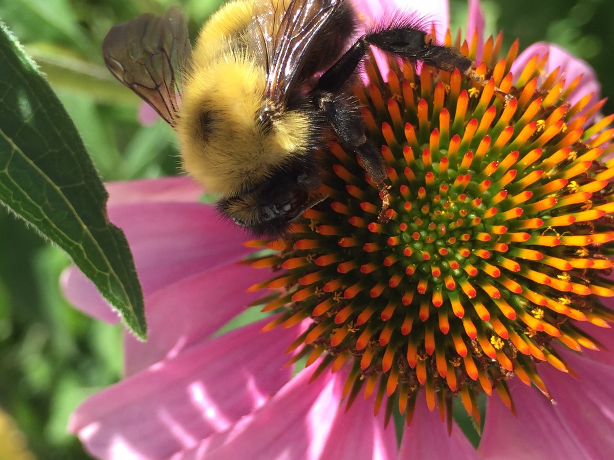fluttrbyproject's tweet photo. @CrawliesWithCri Fuzzy #FlutterbyProject visitor is fuzzy! #ThePhotoHour @jnp_mn @BackyardEcology #BumbleBee #Bees https://t.co/4oZqKcoMys
