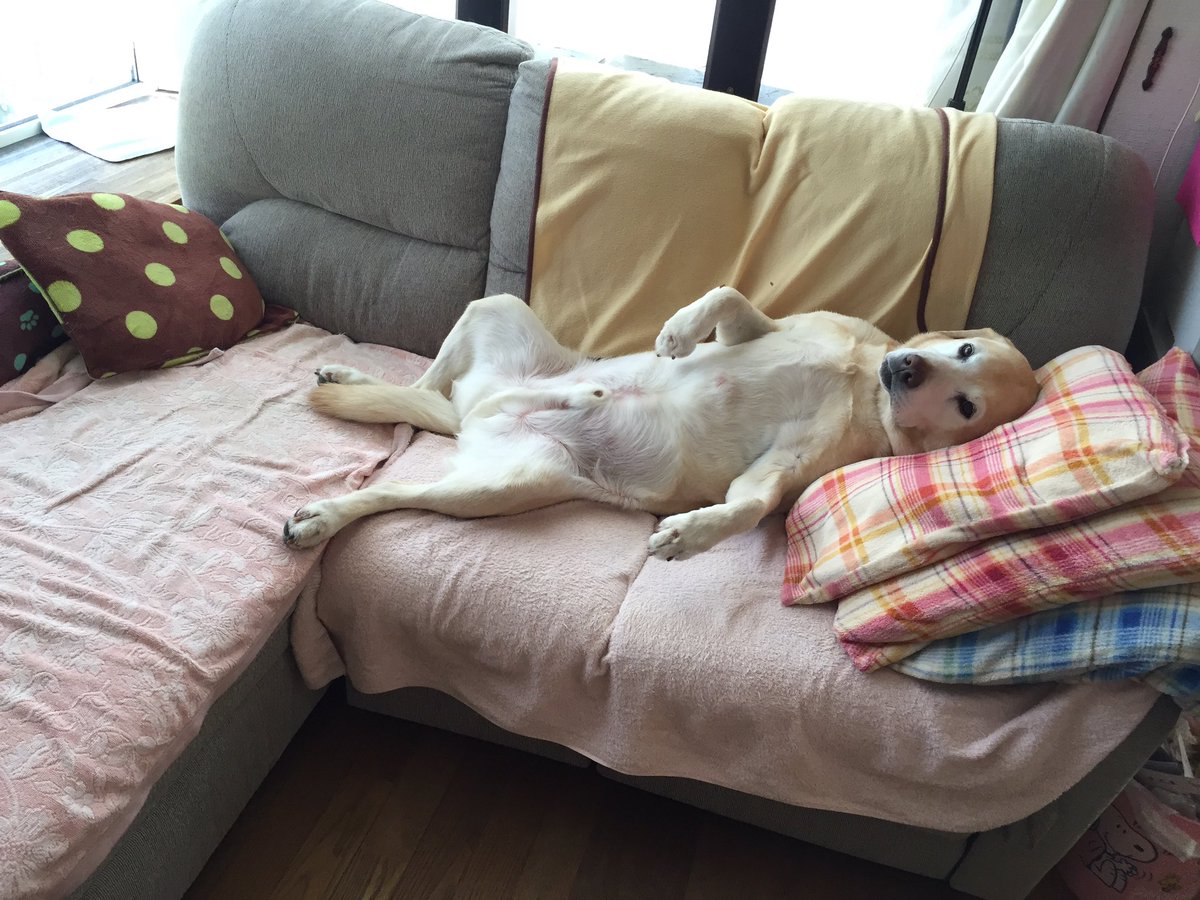 s614sss's tweet photo. こいつ確実に犬じゃない https://t.co/JRnS47fUB9
