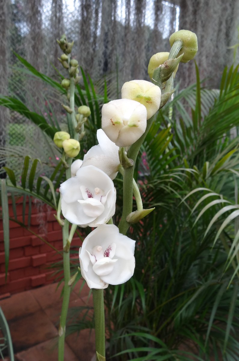 Flowers Of Sri Lanka On Twitter The Holy Ghost Orchid Peristeria Elata Nationalflower Of Panama In The Orchid House At Rbgperadeniya