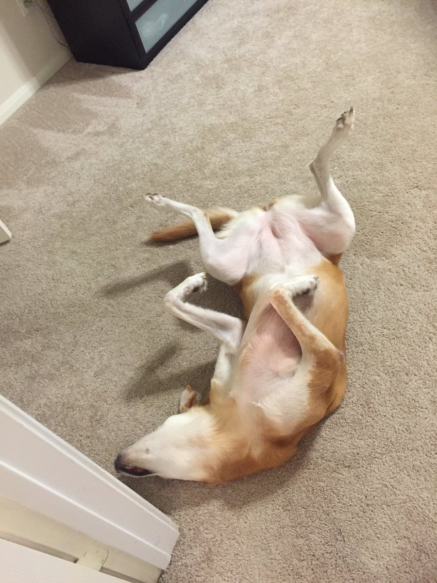 helloclearlake's tweet image. I give up. Wake me up when it's Friday.