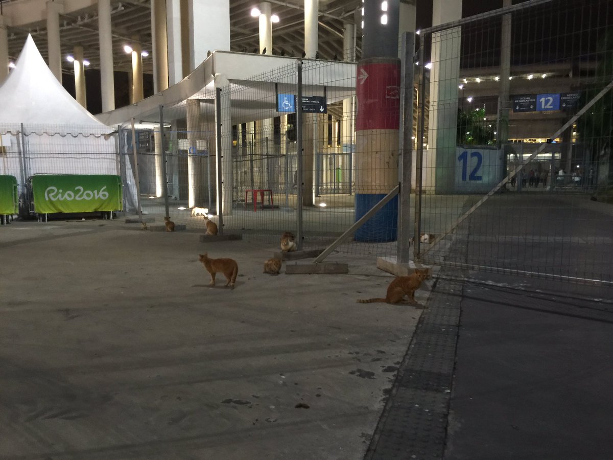 DavidFaitelson_'s tweet photo. Los verdaderos "custodios" del Maracaná...(Para evitar plaga de ratas). https://t.co/qvNVL8Bz4F