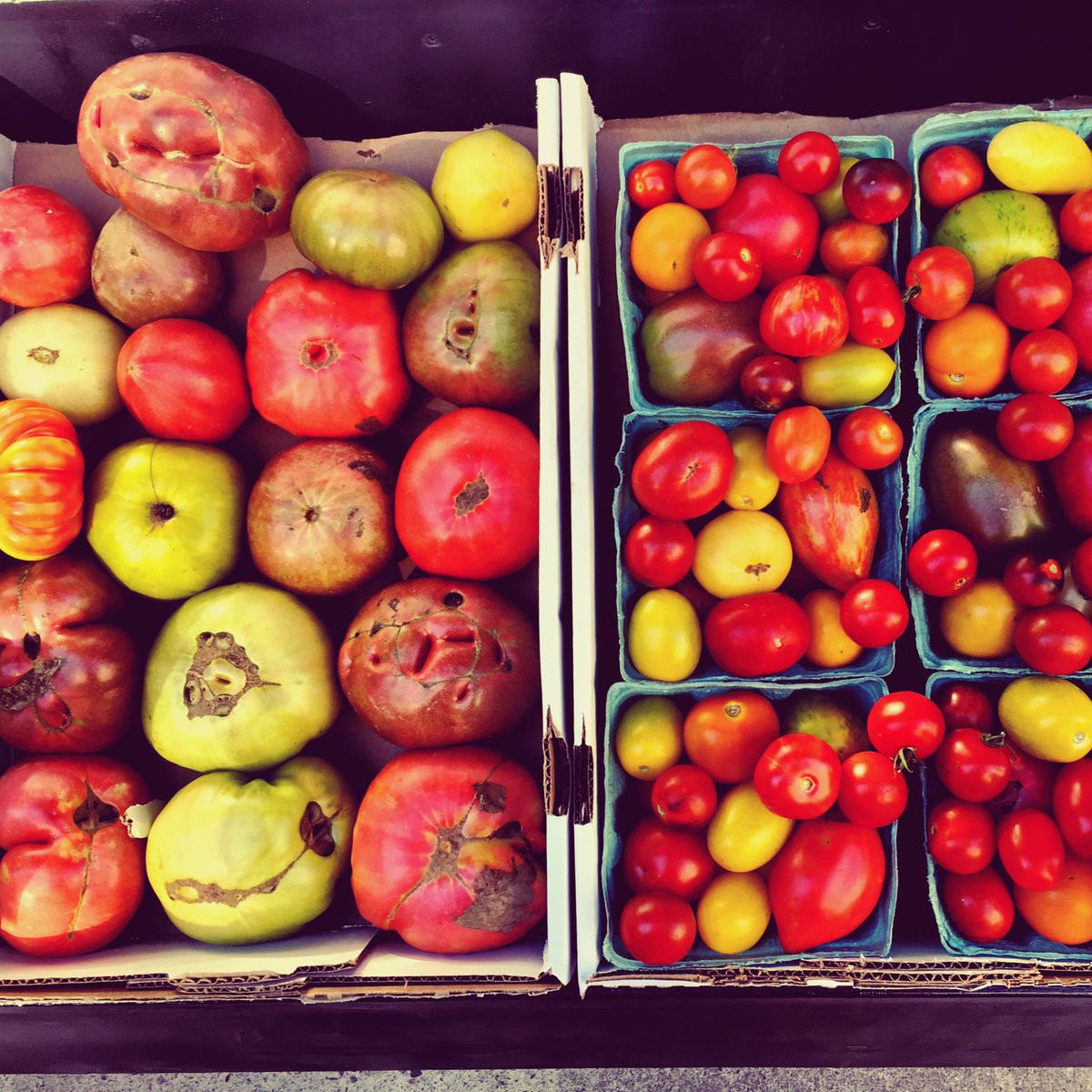 eatuglyfruit's tweet photo. loving these heirloom tomatoes for our caprese salad tonight! #eatugly 🍅 https://t.co/OxtynBua70