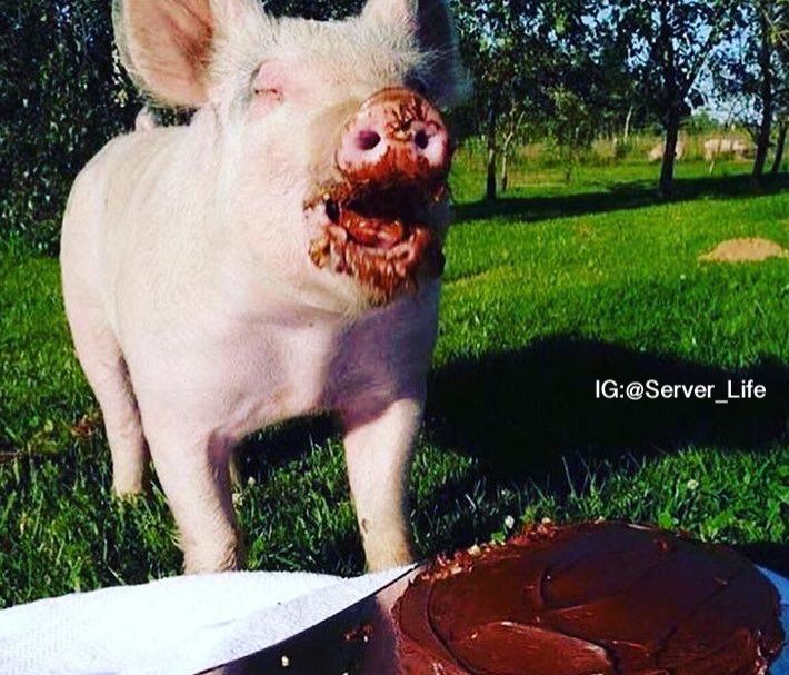 When you've worked 12 hrs straight and your last table offers you a piece of their birthday cake