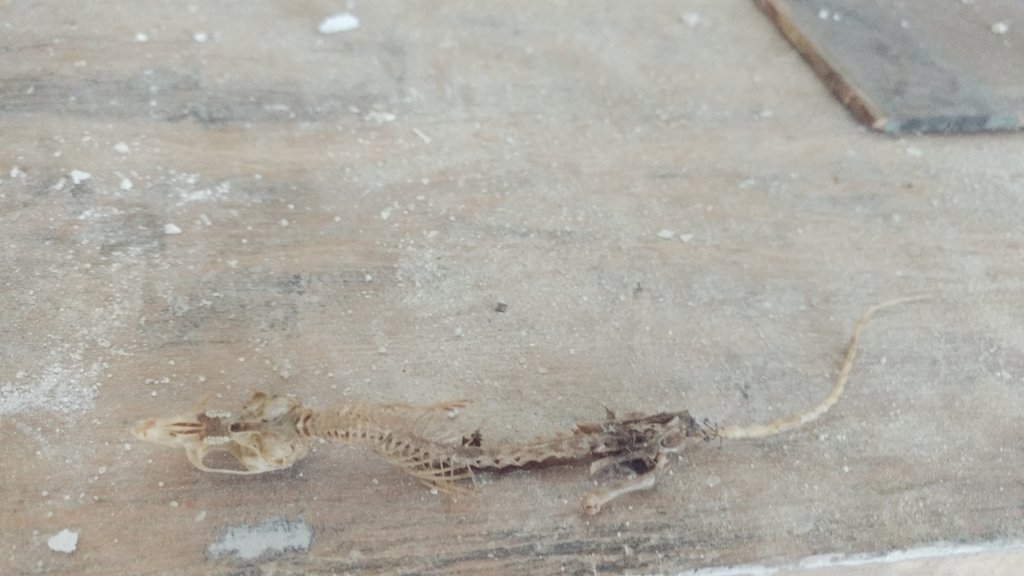 anushi_garg's tweet photo. Uncovering historic skeletons during last site visit for #preservationinstituenantucket  @ACKblACKbook @usicomos https://t.co/j2EklDYBHG