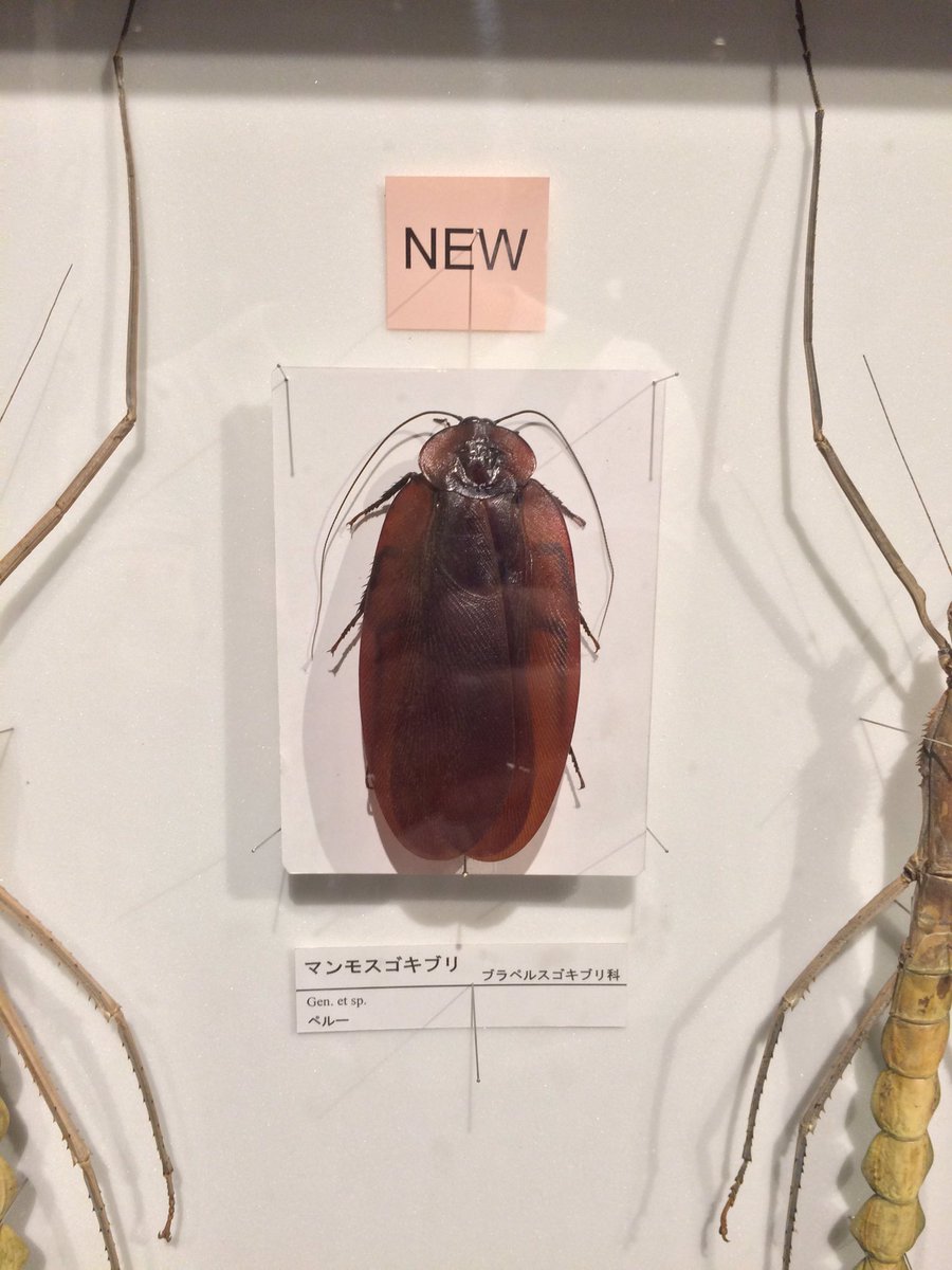 生命の星・地球博物館で一番衝の衝撃だった、マンモスゴキブリ