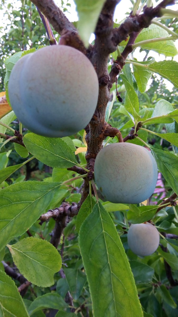 Comenzamos la campaña de la #ciruela reina Claudia de #Nalda. Esto nos ciruelas son manzanas