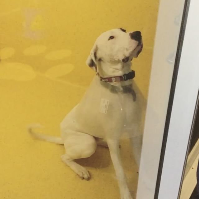 RSPCAQld's tweet photo. Has your pet sported a Cone of FAME for #OperationWanted? This is Bandit's unique twist on… https://t.co/aOZNHxziu2 https://t.co/JSDTmZoI0U
