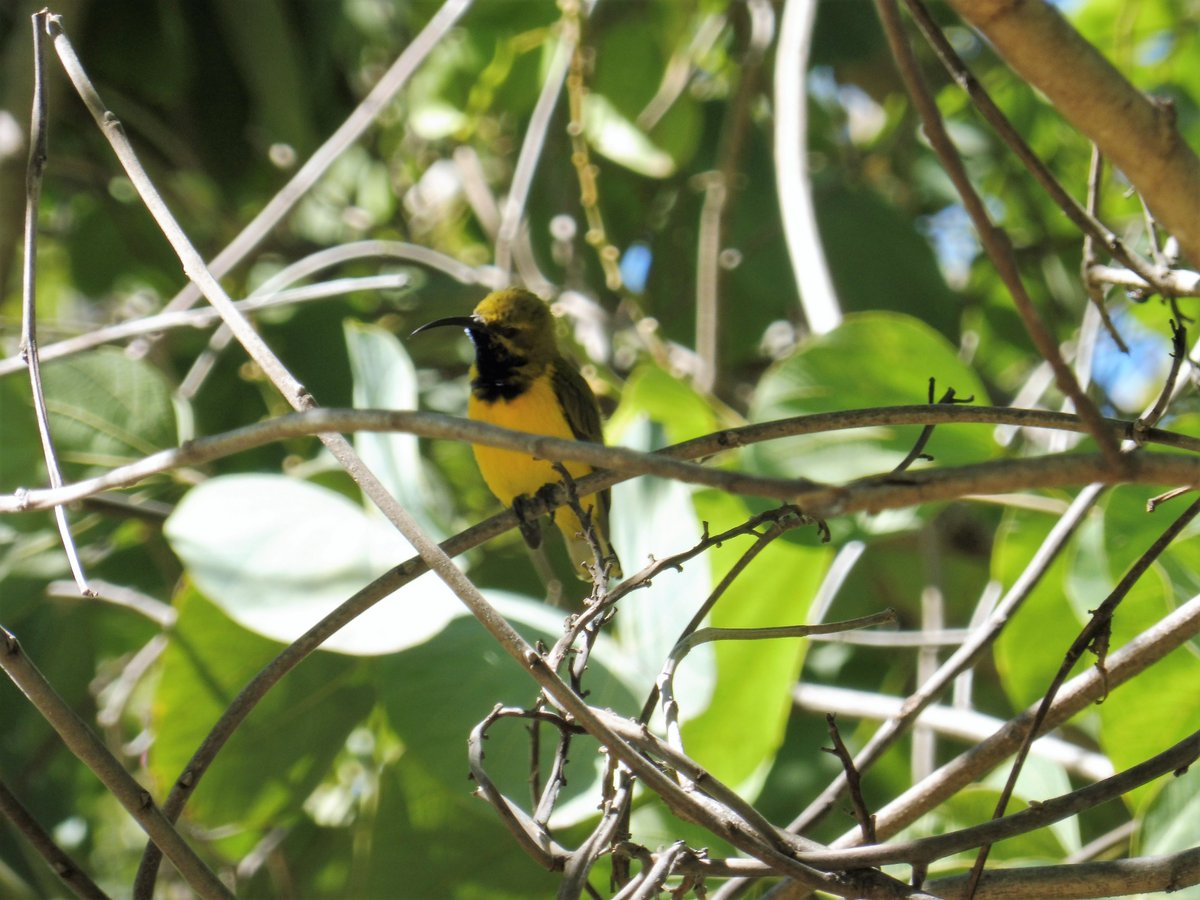 BertleffDenise's tweet photo. Cyclochila australasiae skin and male olive-backed sunbird/Cinnyris jugularis #jcuwildlife #dsbclass #tropbioaus https://t.co/SA4xcVVjkv