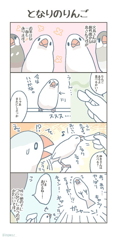 となりのりんご。 
#buncho #javasparrow #文鳥 
