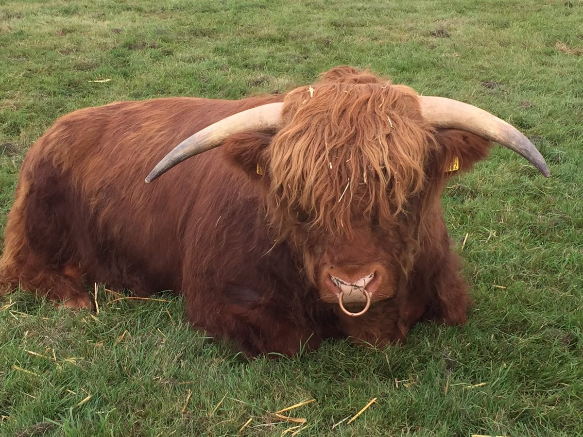 carolkirkwood's tweet photo. Well 'Hello Archie'! He is a Highland Bull bought by @AdamHenson from HM the Queen @Countryfilelive @BBCBreakfast xx https://t.co/4f6lMCu0Kp