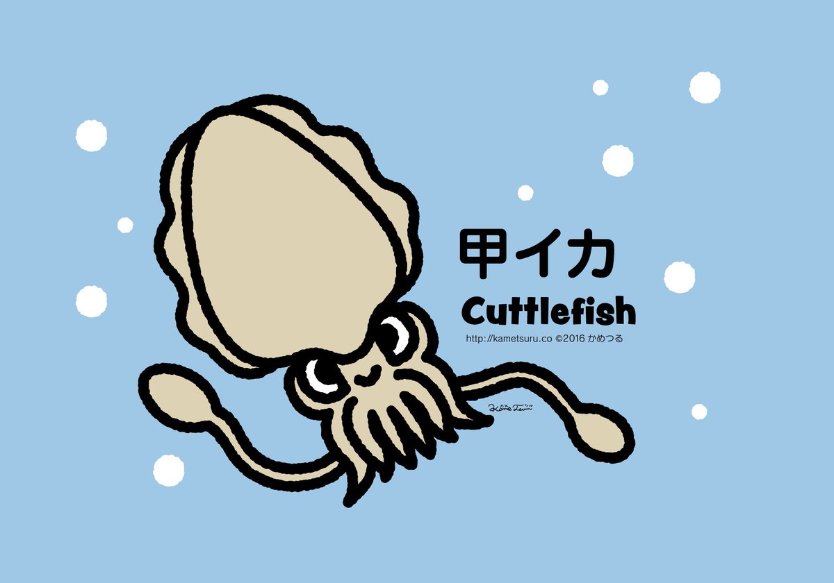 亀山鶴子 かめつる No Twitter 甲イカは刺し身か天ぷらでしょうか Cuttlefish 甲イカ 甲烏賊 コウイカ 亀山鶴子 かめつる No Twitter 甲イカは刺し身か天ぷらでしょうか Cuttlefish 甲イカ 甲烏賊 コウイカ